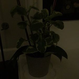 Meet your Posher, Nancy